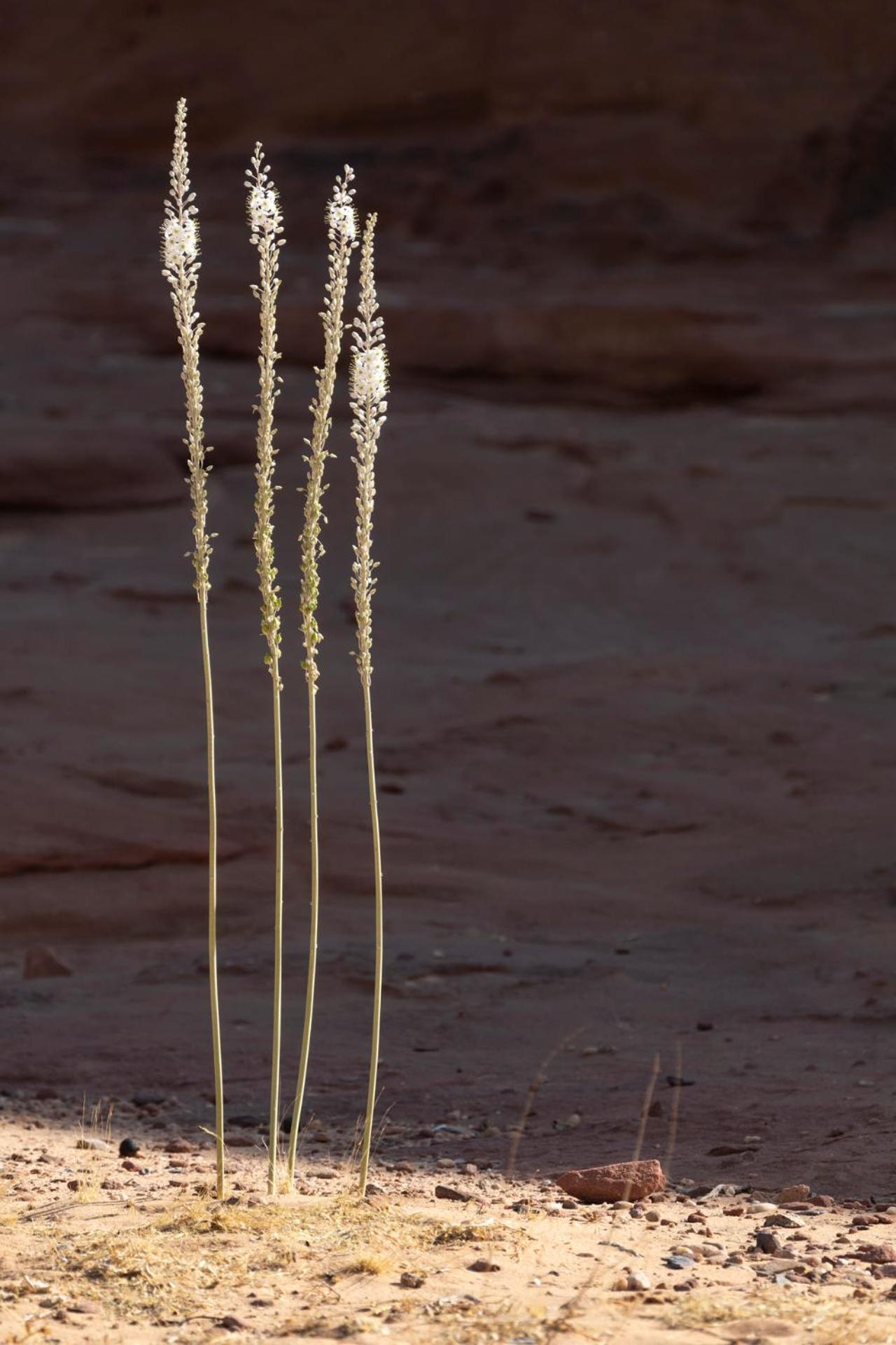Wadi Rum Camp & Jeep Tour Екстериор снимка
