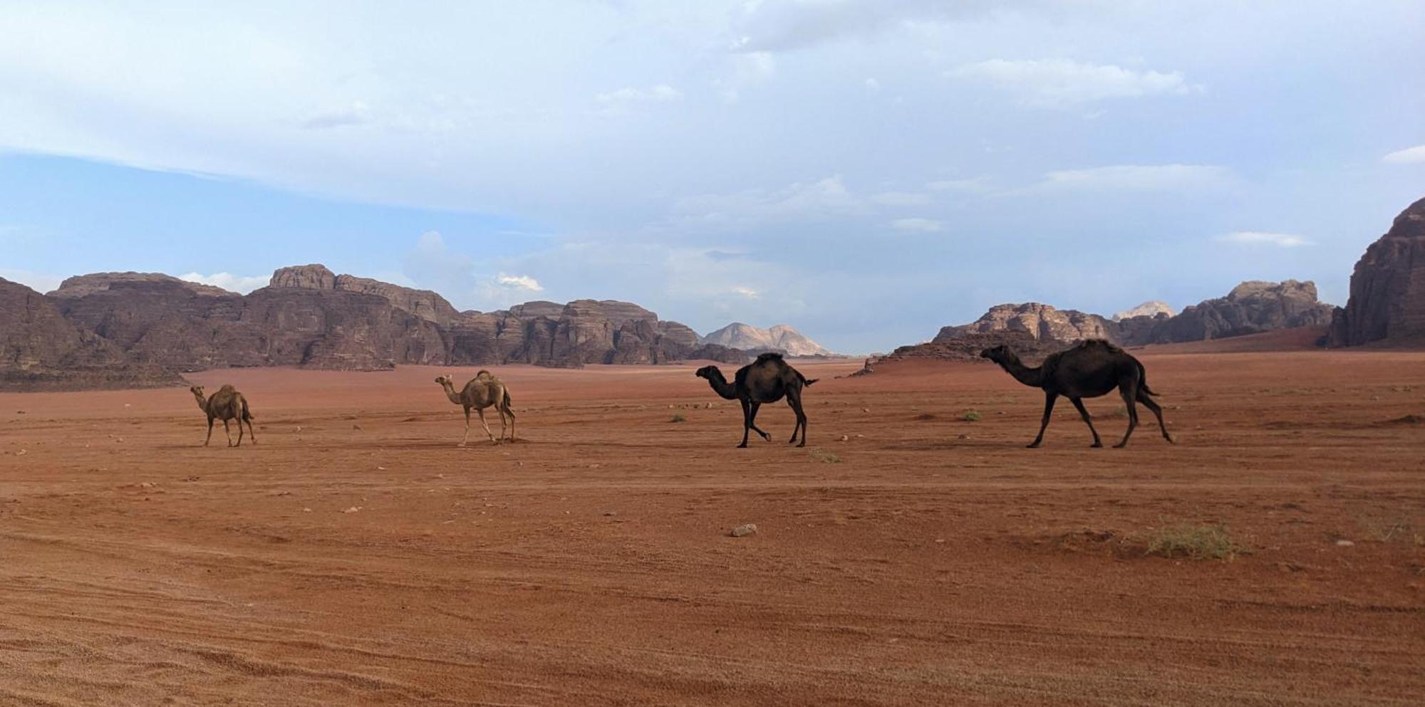 Wadi Rum Camp & Jeep Tour Екстериор снимка